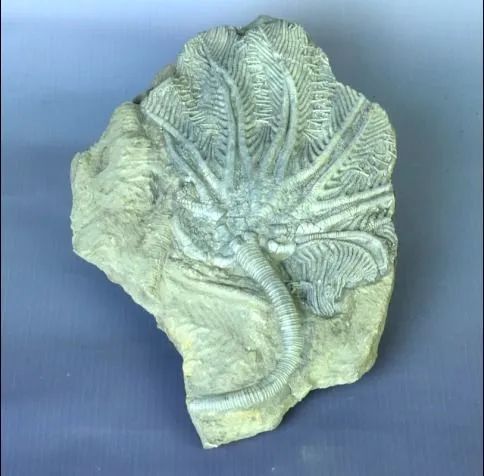 库伦旗博物馆线上系列展览第二期古生物化石展