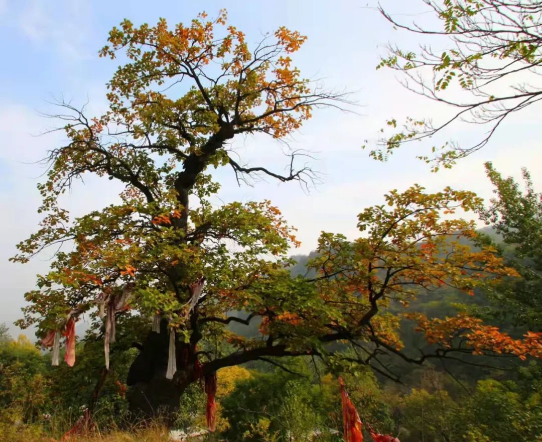 风物灵寿南寺棌树颂