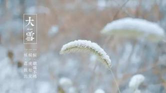 今日大雪｜沏一壶热茶，开启属于你的风雅日子