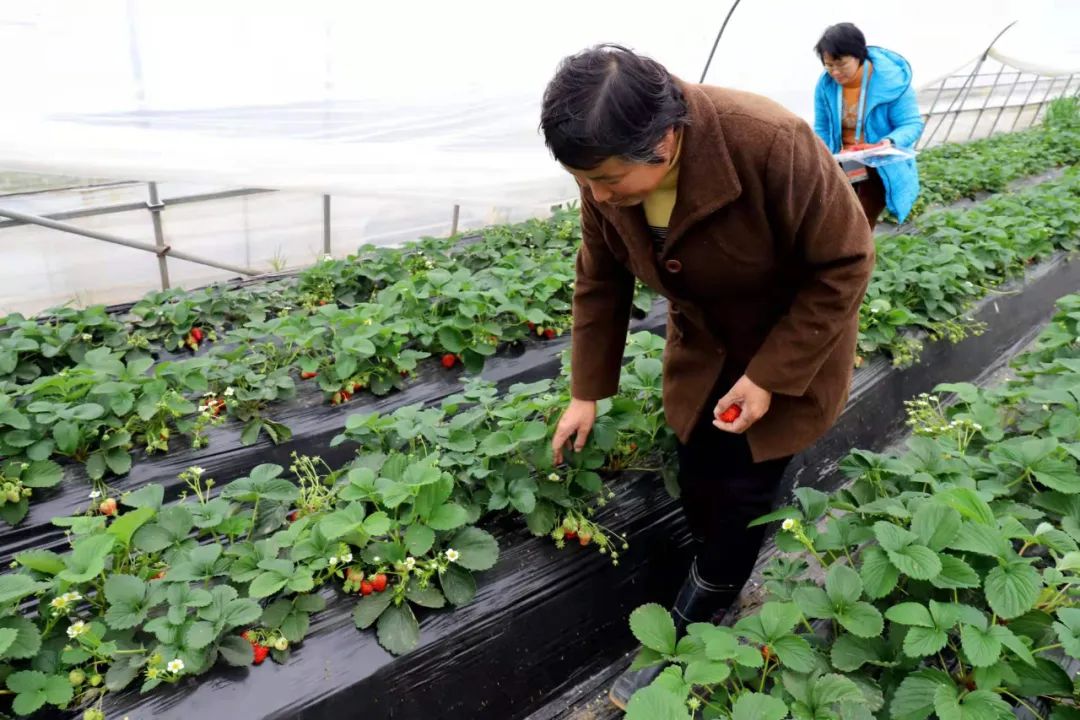 身上种草莓的图片图片