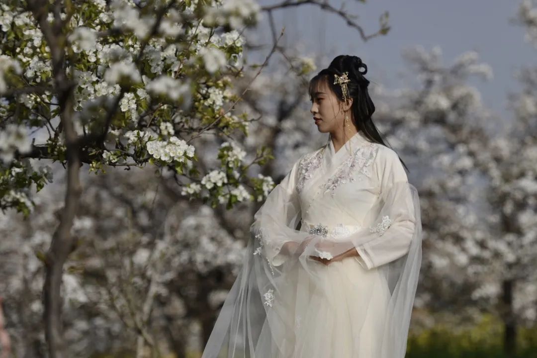 又是一年临洮梨花节惊艳了北国的春天