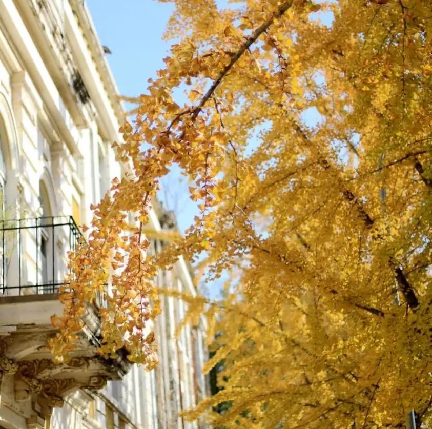 大连市树市花请你来投