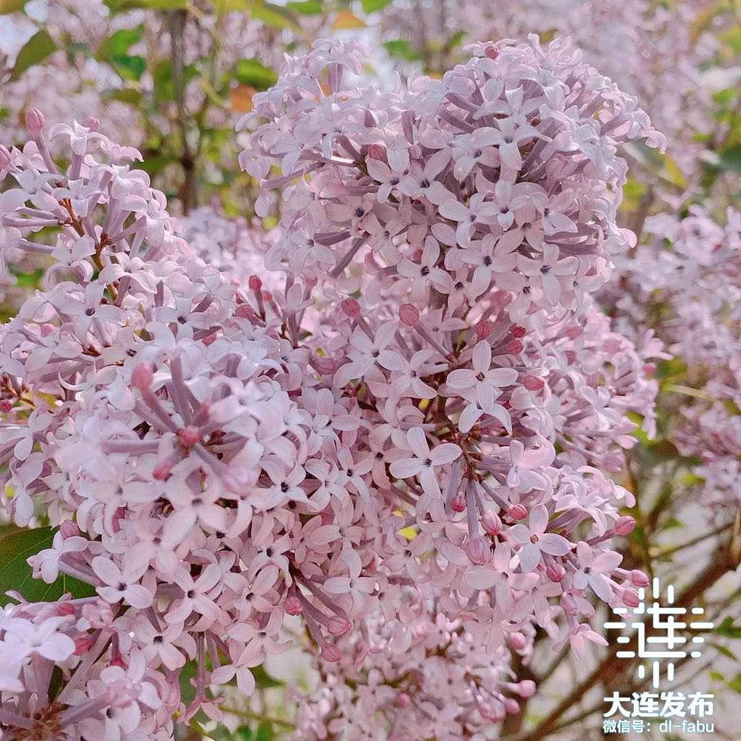 大连市树市花请你来投