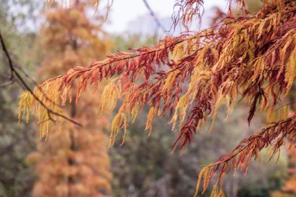 目光所及風景如畫整個公園抬頭望去這個時候尤像一塊火紅高貴的地毯