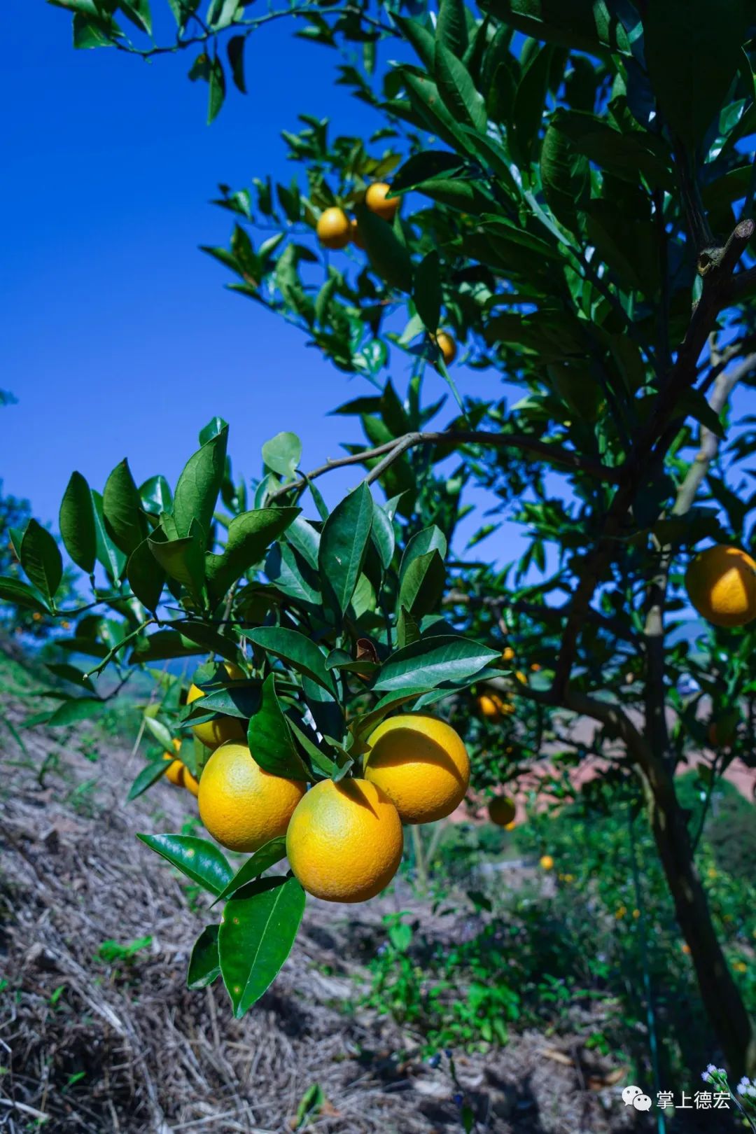 直采直发带你感受刚下树的新鲜汁水汇成溪果园里的橙子汁水的丰盈程