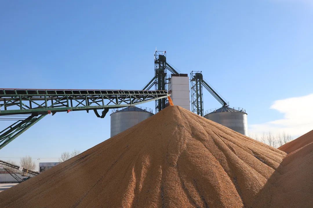 中储粮开仓收粮百姓售粮忙