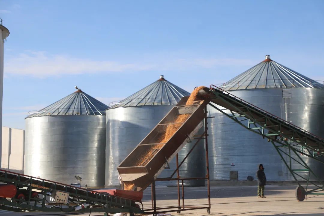 中储粮开仓收粮百姓售粮忙