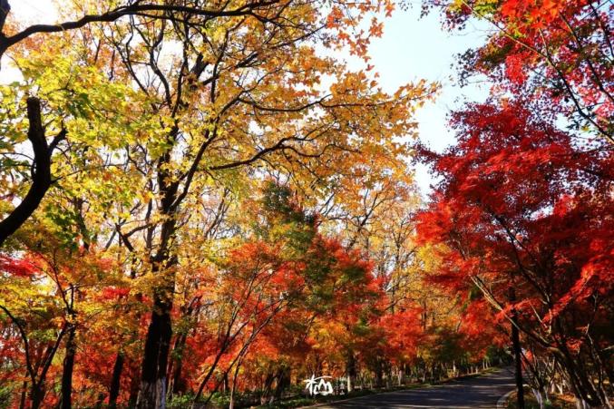 南京市棲霞山風景名勝區管理處相關負責人介紹,目前棲霞山紅葉經過