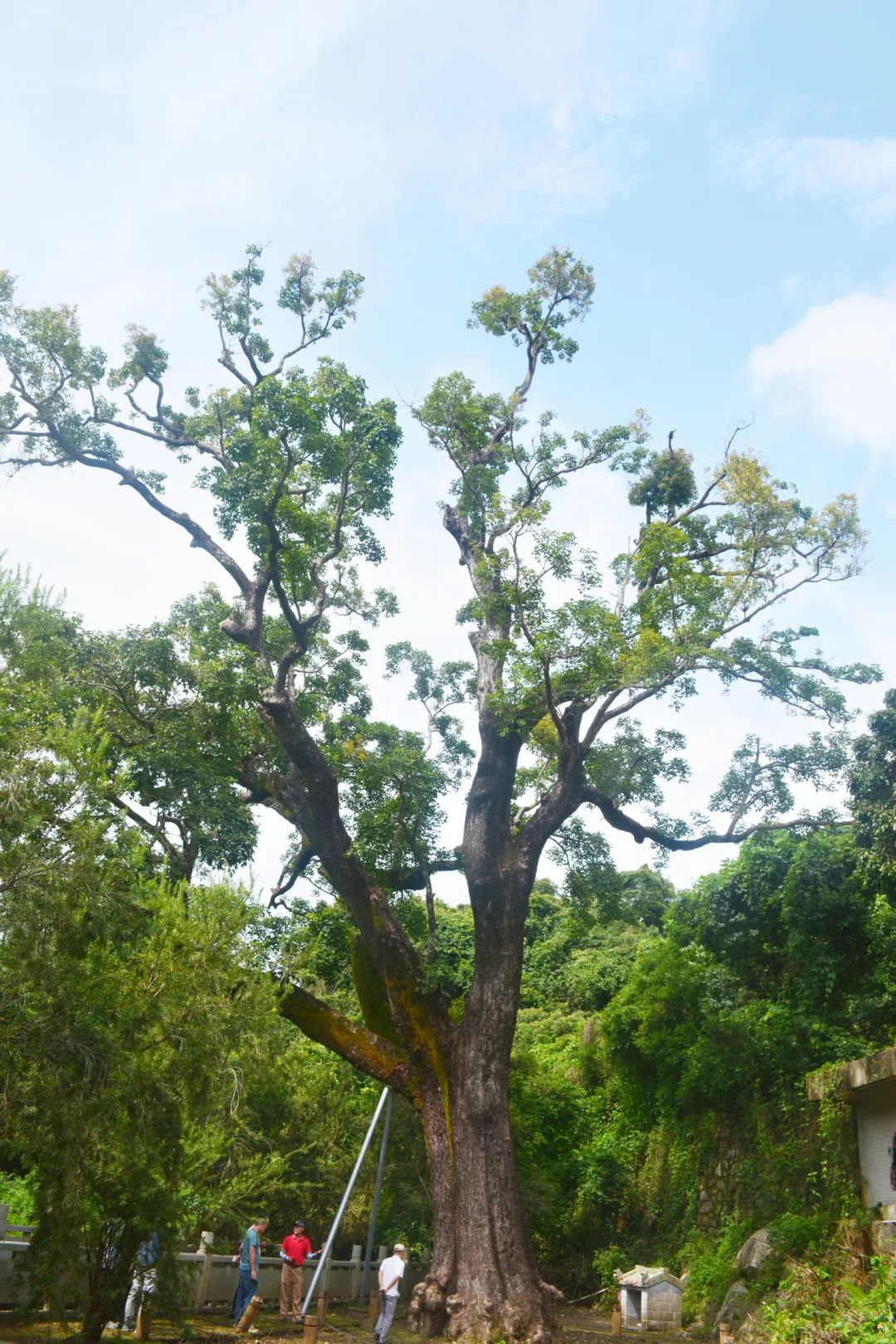 深圳市南澳街道半天云村口秋枫