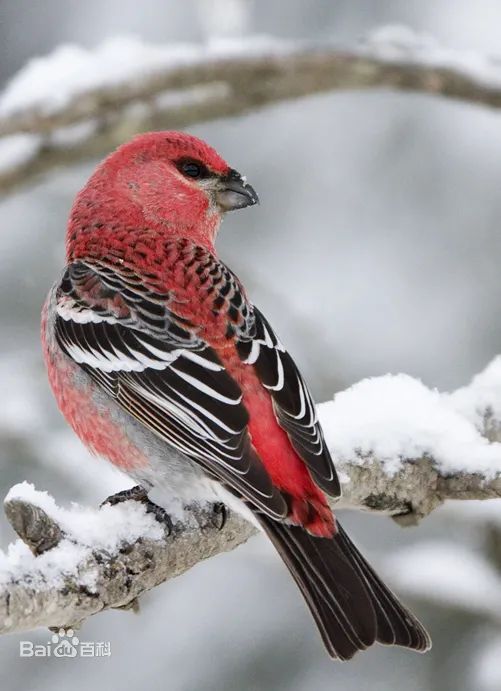 emo了雀雀这么可爱为什么要杀雀雀