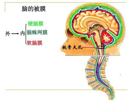 硬脊膜是一种韧性很强的膜性结构,位于骨性椎管内部,包裹着脊髓,与