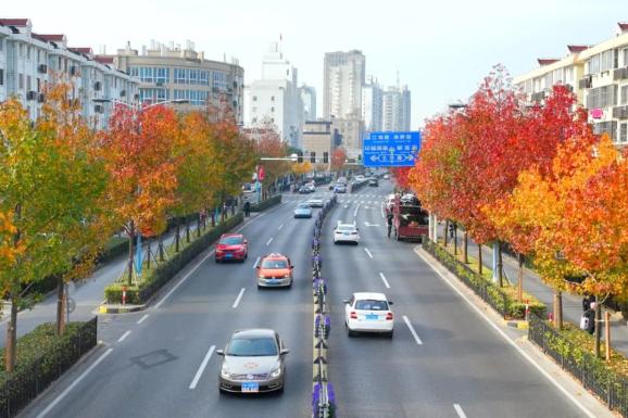 2500米南奉公路南桥段最近枫枫火火红透一条街