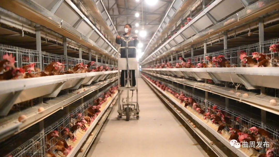 67高端媒体看曲周曲周养鸡产业成气候年产值42亿元