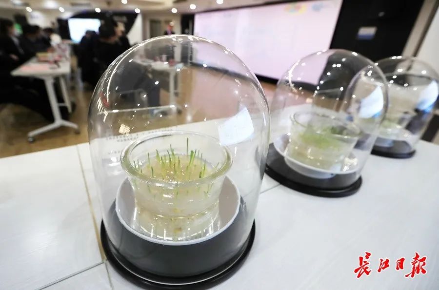 今天太空种子降落武汉