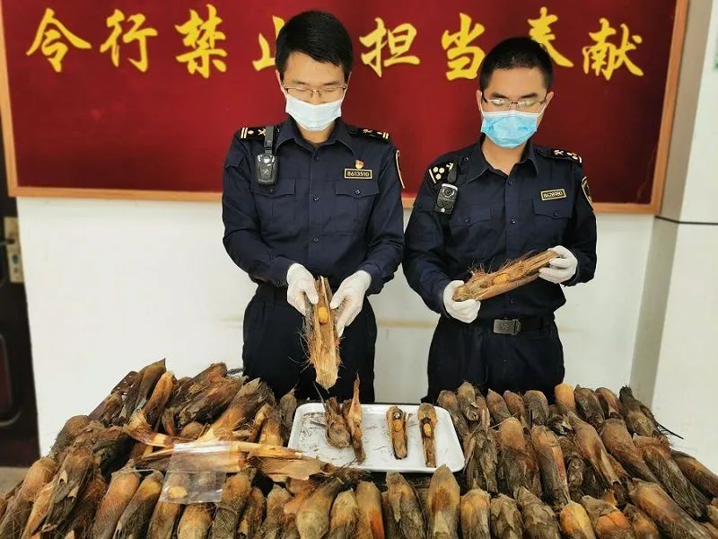 慎入有的会爬会走有的半吨重海关拆过的盲盒也太高能了