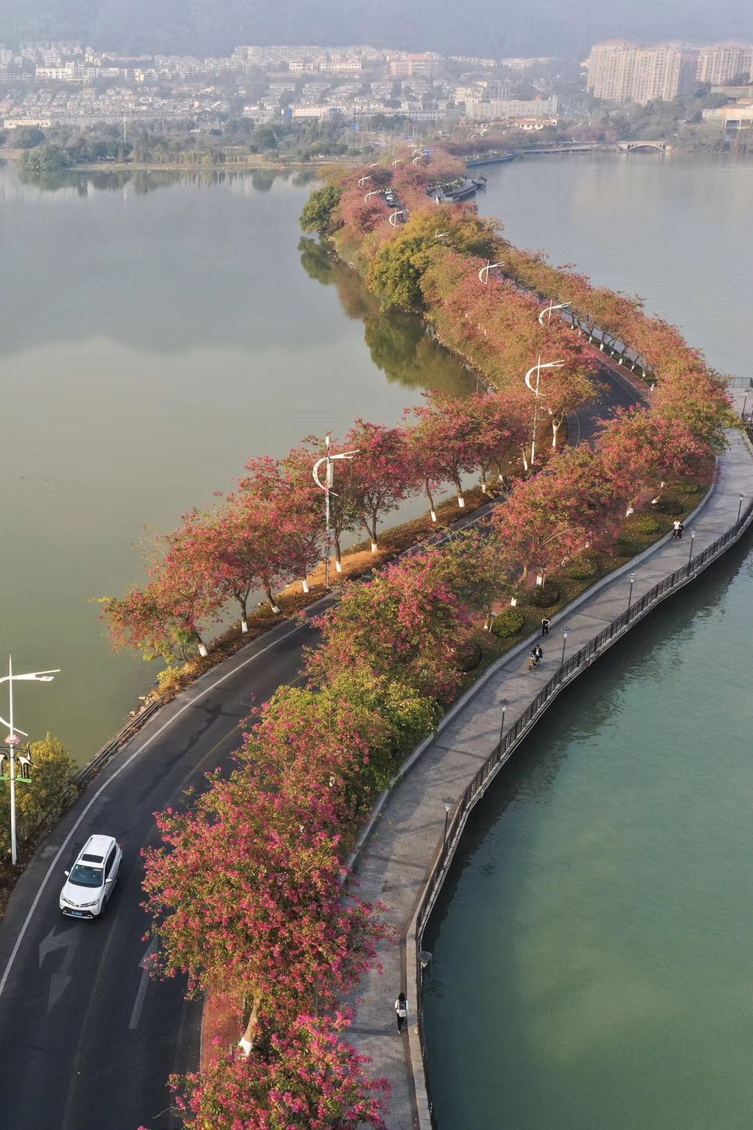 一抬头,或行走在星湖水月堤时,当你骑行在星湖西堤,便是星湖西堤怒放