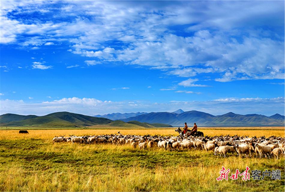 甘南藏族自治州瑪曲縣阿萬倉鎮草原牧民在放牧.