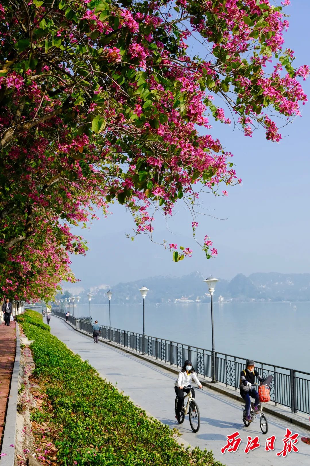 最新实拍肇庆紫荆花道震撼上线等你来打卡