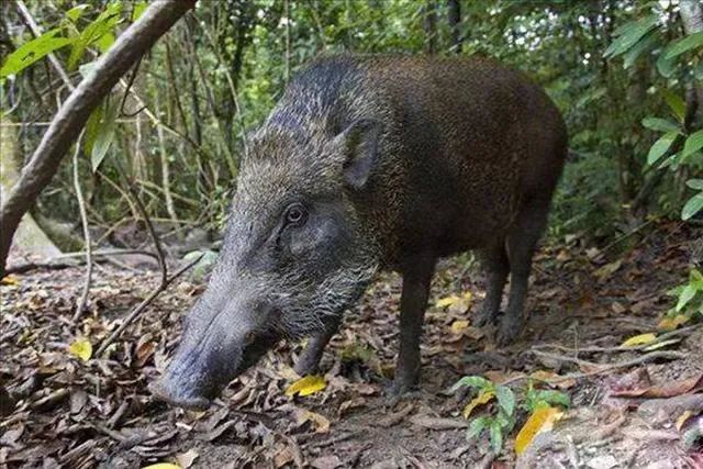 野猪排名第一说的是在野外最可怕的动物之中民间有一句话"一猪二熊三