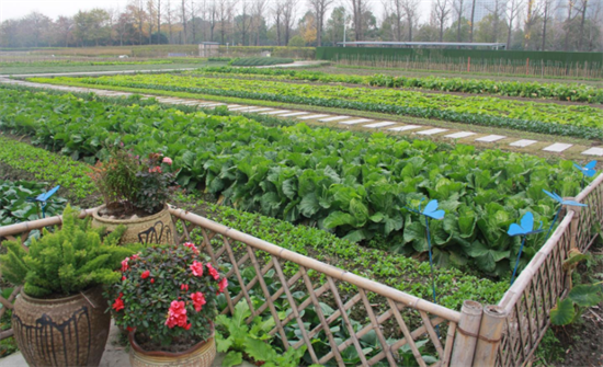 即将迎来首次丰收!钱塘区"共富菜圃"精准帮扶低收入农户
