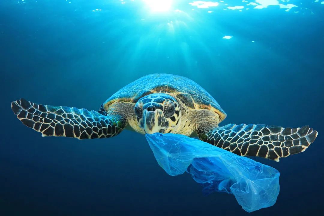 目前全球200多种海洋生物,包括鱼类和龟类面临吞食塑料垃圾而伤亡的