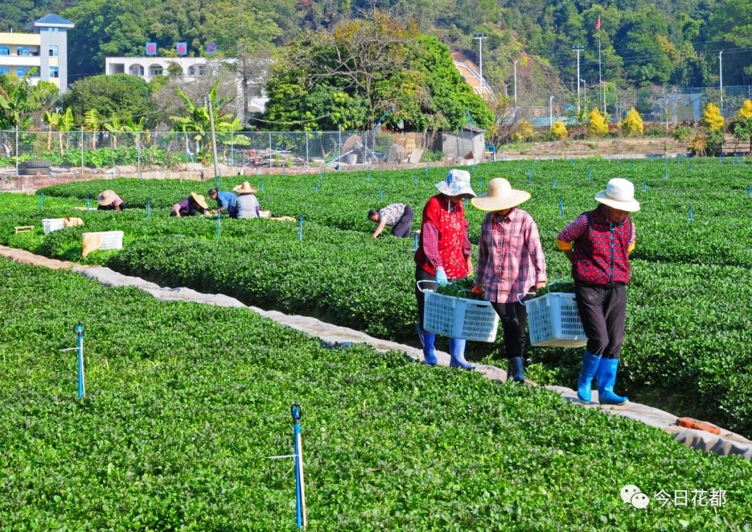 【清甜】山泉水浇通致富路,这样的西洋菜你吃过吗?