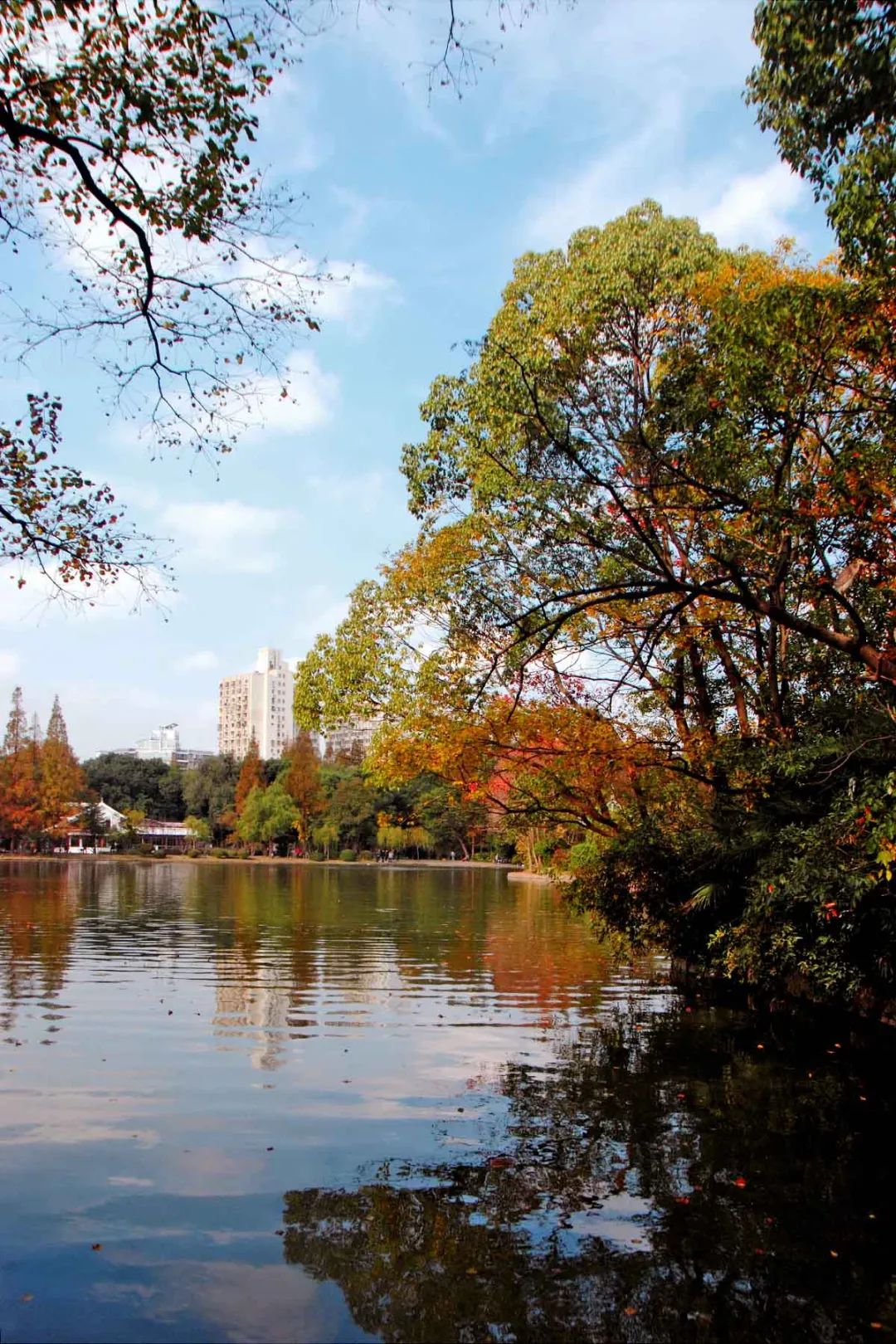 绝美!杨浦公园的深秋斑斓如画