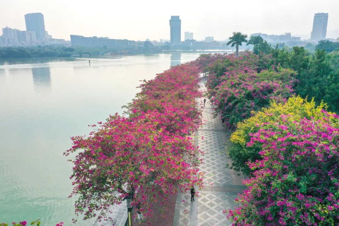 这回星湖西堤的紫荆花盼星星盼月亮盼花开2021-12-15 16:00中共肇庆