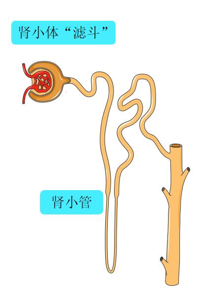 肾小管 结构图图片