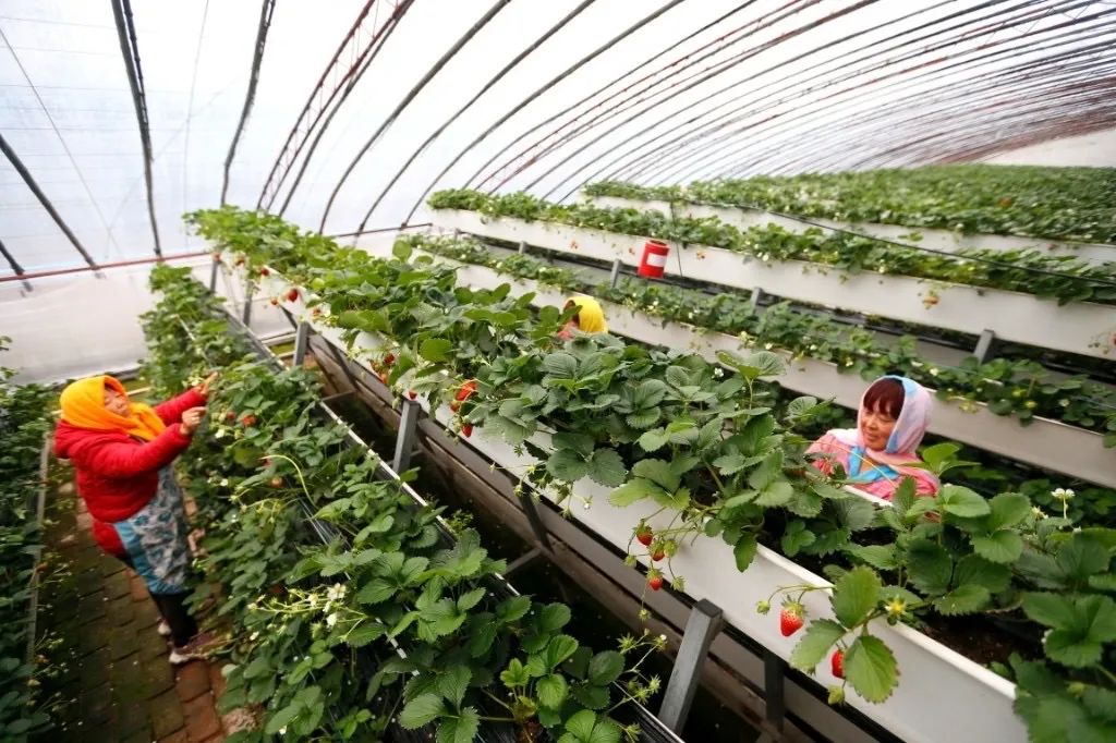 关注即墨立体栽培技术助力乡村振兴