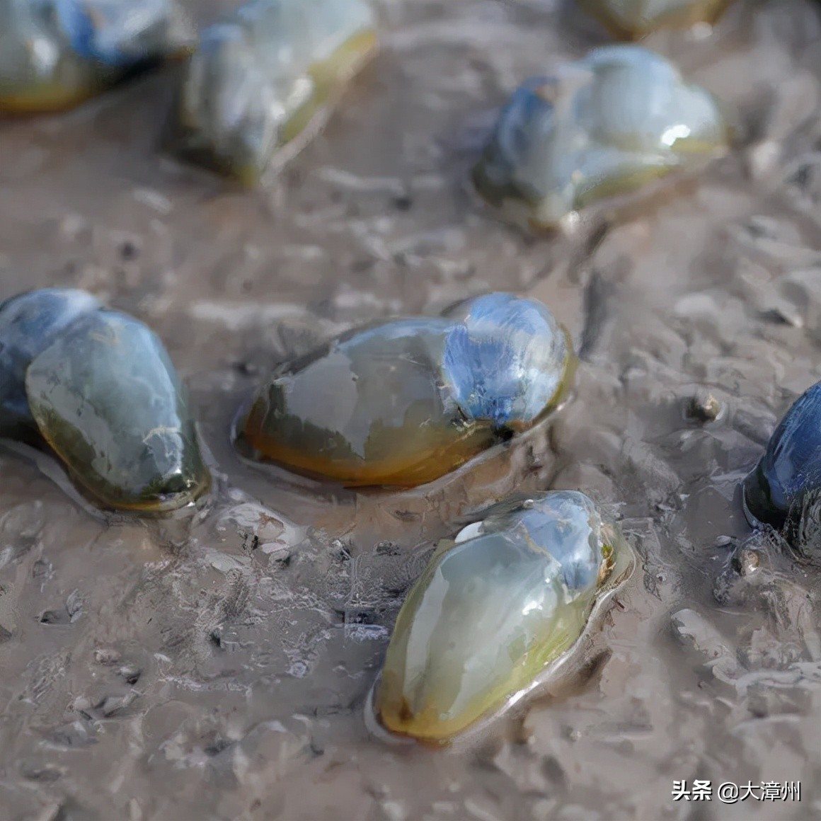紧急提醒慎食泥螺警惕麻痹性贝类毒素中毒