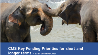 《保护野生动物迁徙物种公约》秘书处呼吁为其工作方案实施提供财政支持