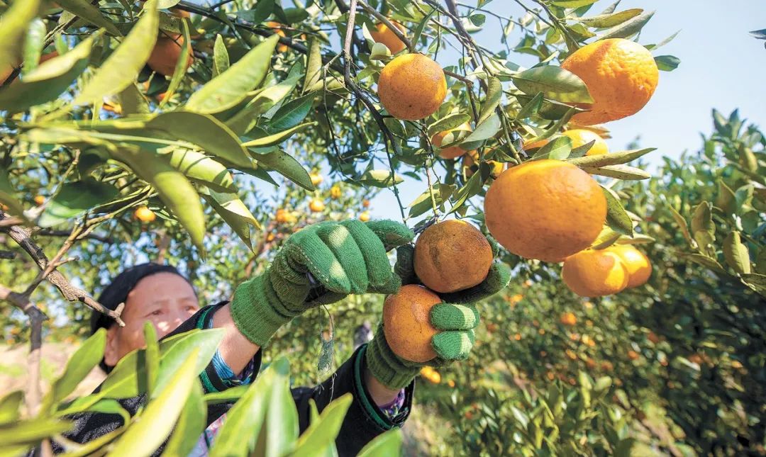 贵州从江椪柑飘香