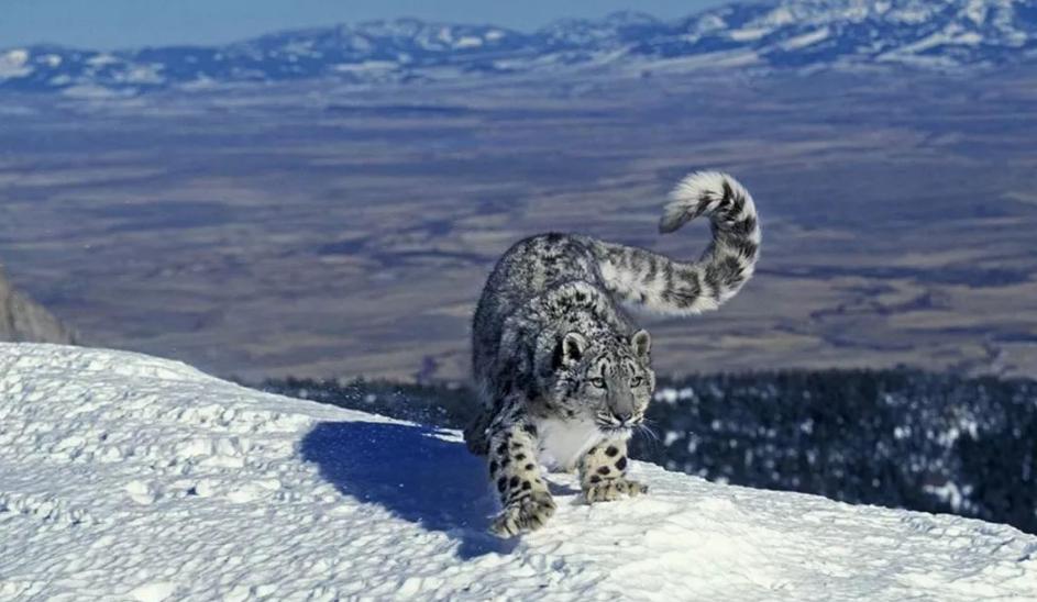 生态玉树玉树受伤雪豹被运至西宁救治