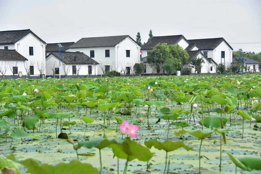 【法治文化阵地】全国民主法治示范村—金泽镇莲湖村