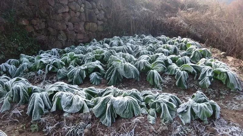 【气象信息】别再傻傻分不清楚,霜和霜冻真的不一样