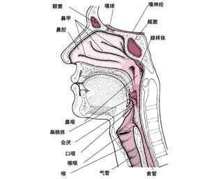 道路上出現障礙物(如鼻中隔偏曲,鼻息肉,腺樣體肥大等)或者本身馬路過