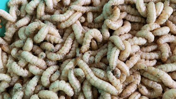 避之不及看到蠕动的虫子竹虫个头圆润,越发丰腴肥美秋冬之时将常人不