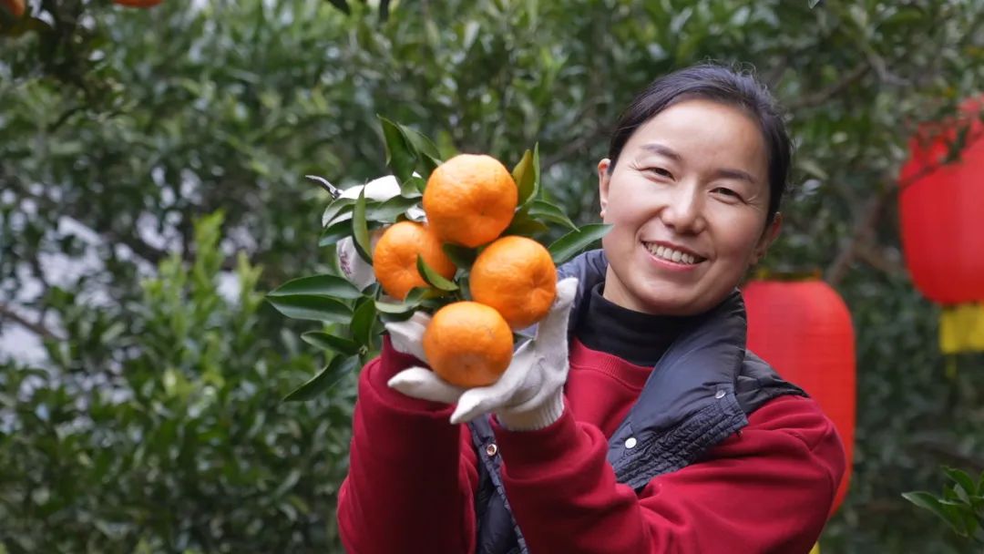 清江椪柑熟了甜满你的整个冬天