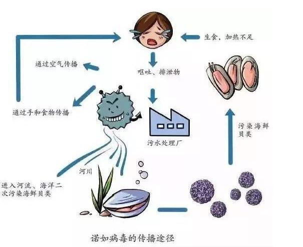 病毒传播示意图图片