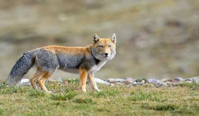 青春环游记里的团宠竟是走红网络的表情包