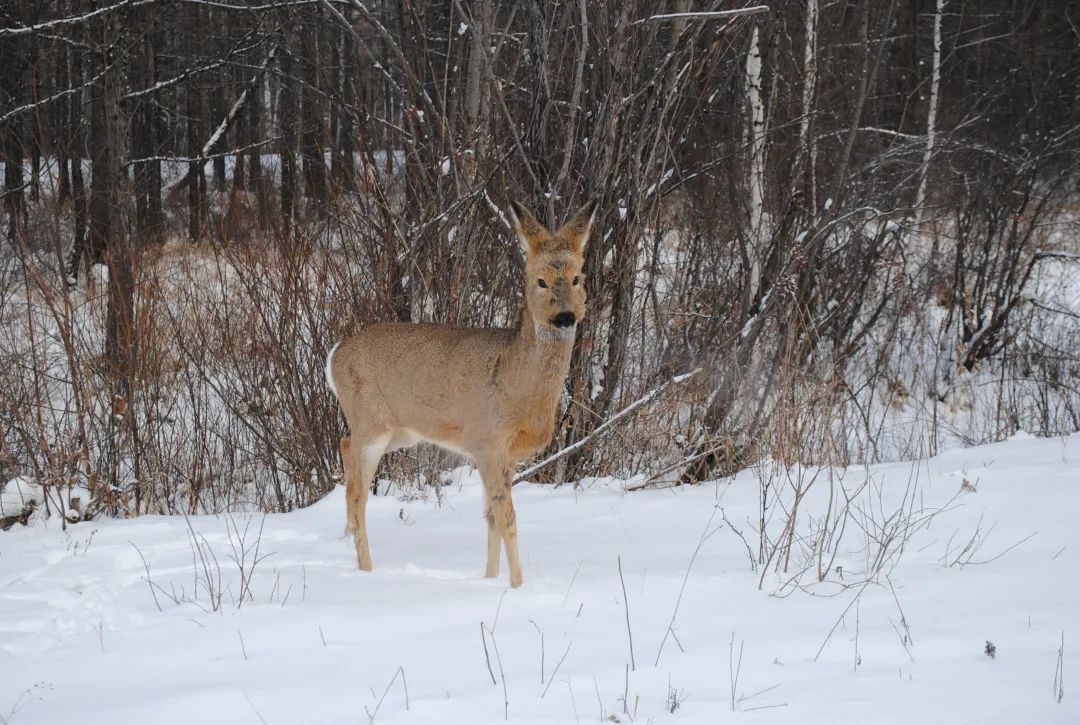 莫尔道嘎分局民警放生袍子让迷路的精灵回家