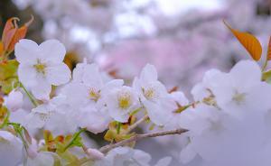 都说京都的樱花最美，我却得了赏樱焦虑症！
