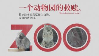 在中国最穷的动物园救护雪豹：比起卖票，我们更关心动物快不快乐