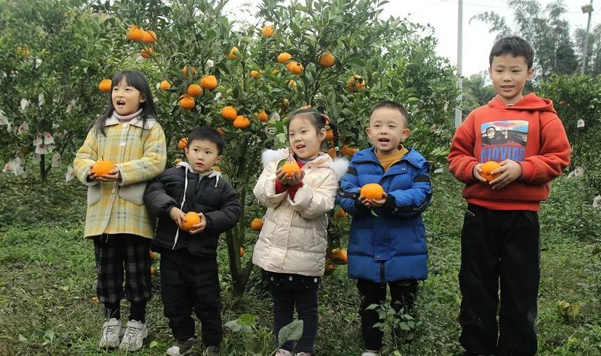 请你吃到饱~泸州这个耙耙柑果园要搞件“豪横”事_澎湃号·媒体_澎湃新闻-The Paper