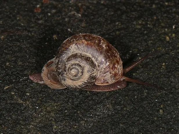 琥珀螺蜗牛图片