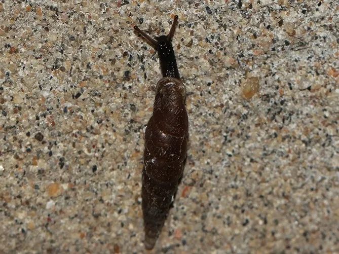 壳细长的蜗牛图片