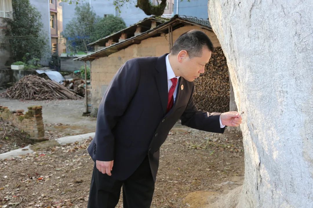 筛选出临江,石陂,永兴,富岭等8个乡镇40余株古