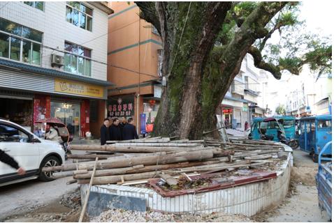 浦城检察公开听证公开送达为古树名木撑起司法保护伞