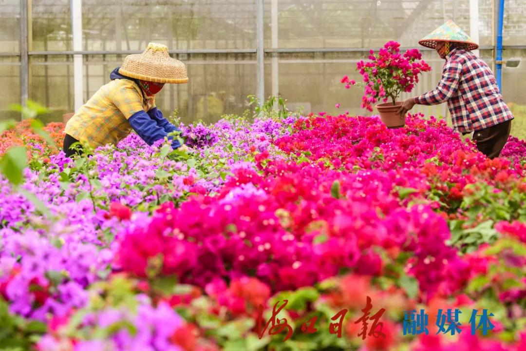 在海口三角梅共享农庄的花棚里,来自附近乡村的花农正在照料花卉盆栽